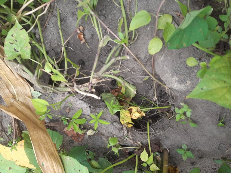 Forceful harvesting of potatoes due to rat invasion 