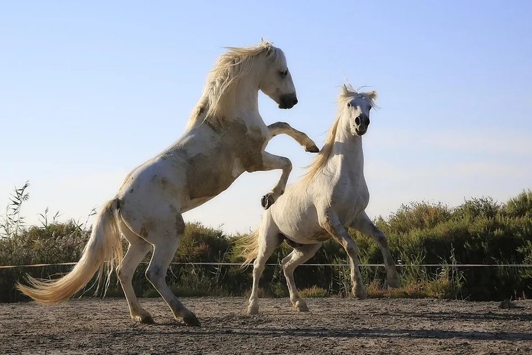 Comet & Cupid - The Dynamic Duo 