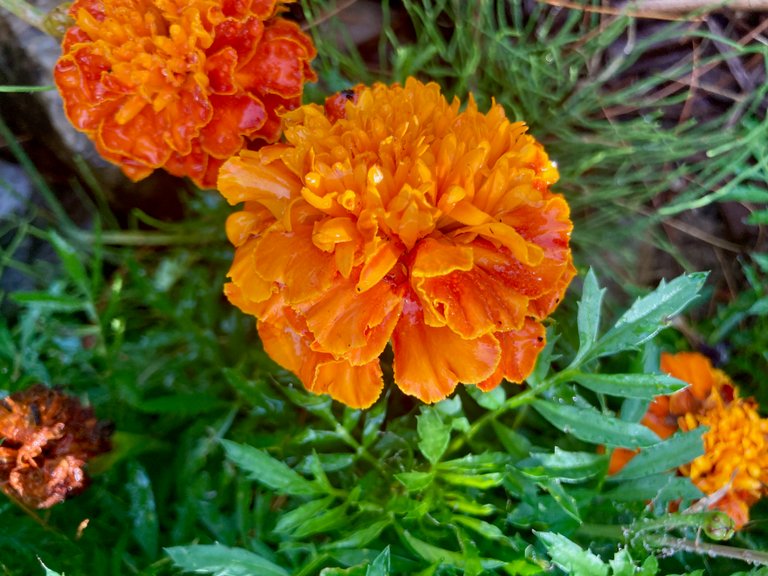 Orange to Red