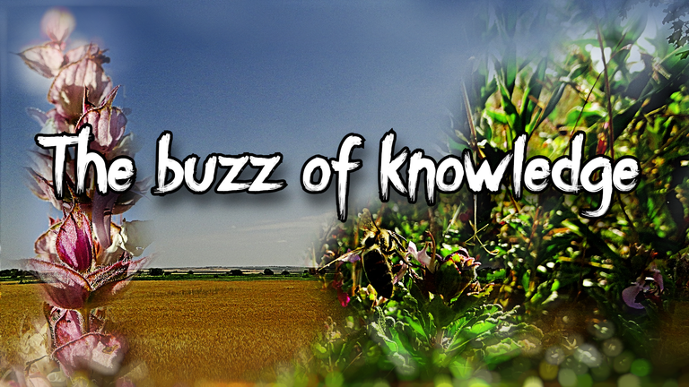 The buzz of knowledge.