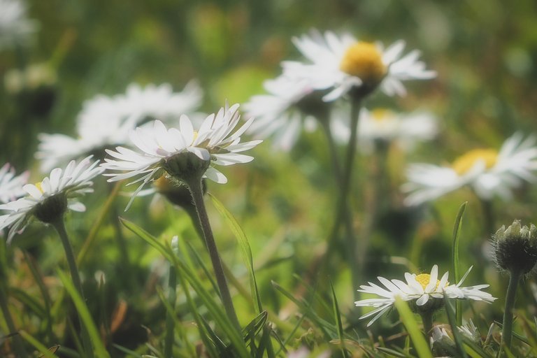In my garden where daisies grow, there is a silence that heals me, it really heals me