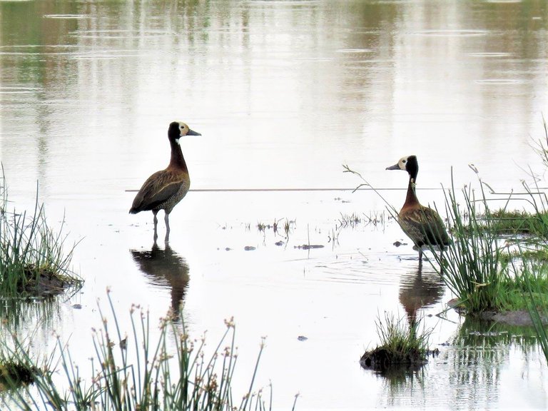 white_faced_whistling_ducks.jpg