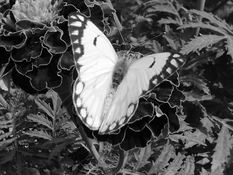 Mono : Flower and Butterfly