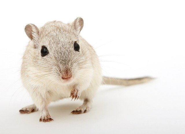 animal_1238237_640.jpg
