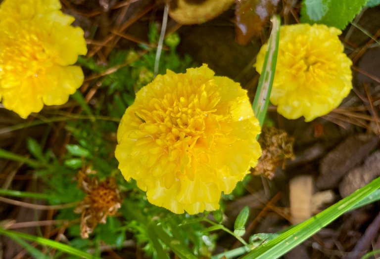 Light Yellow