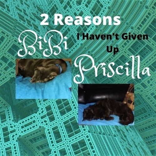 bibi_and_priscilla_2_reasons_logo.jpg