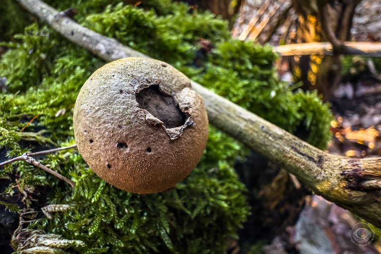 Pear Puffballs