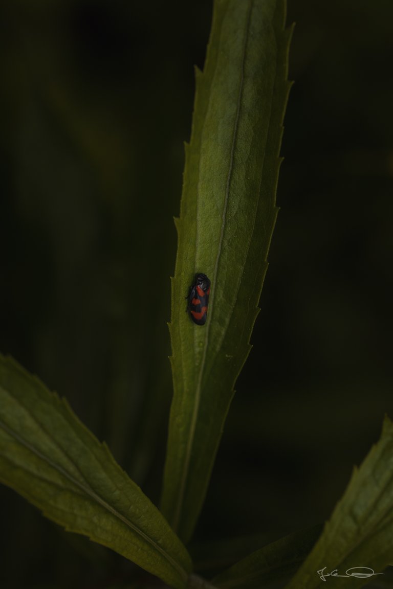 Froghopper - Cercopis Vulnerata