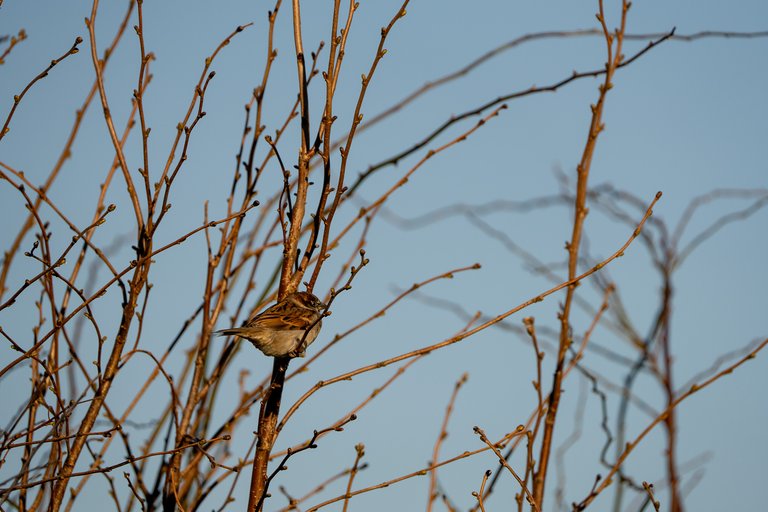 House sparrow in a winter shrub