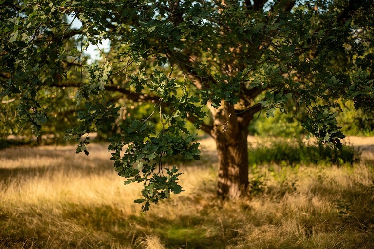 My thoughts on trees~ experience, science, and love.