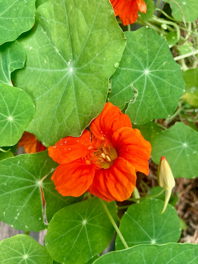 Nasturtium