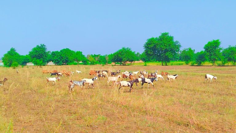 My village 🐐🐐🐐🐐 goat's