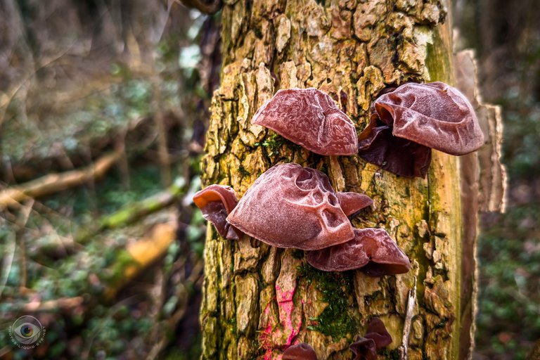 Judas Ear Mushroom