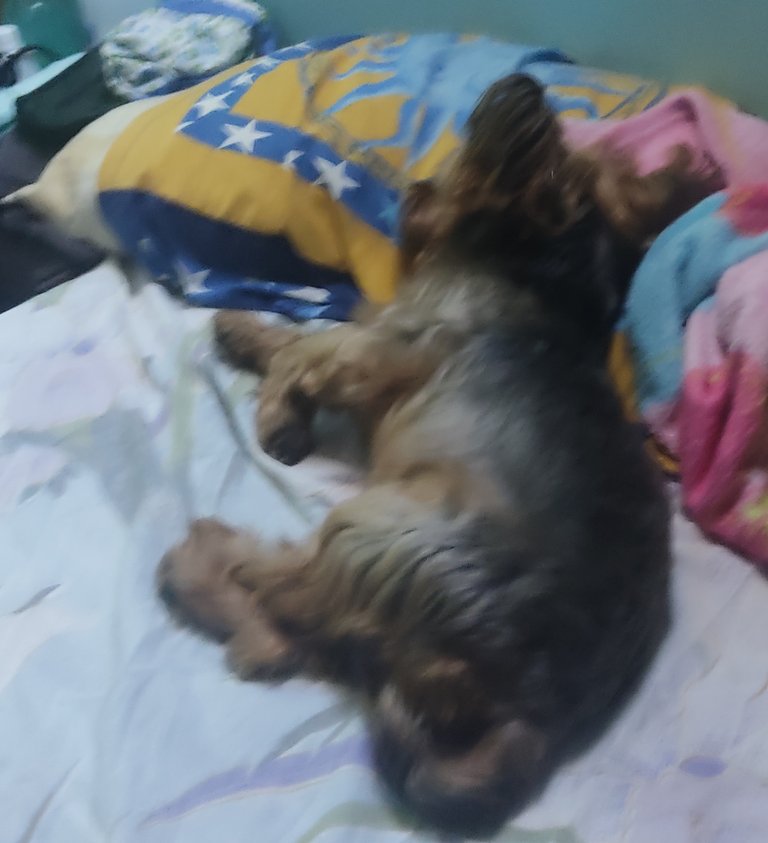 doge_durmiendo.jpg