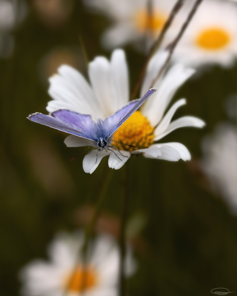 Daisy Flower - Lycaenidae Butterfly