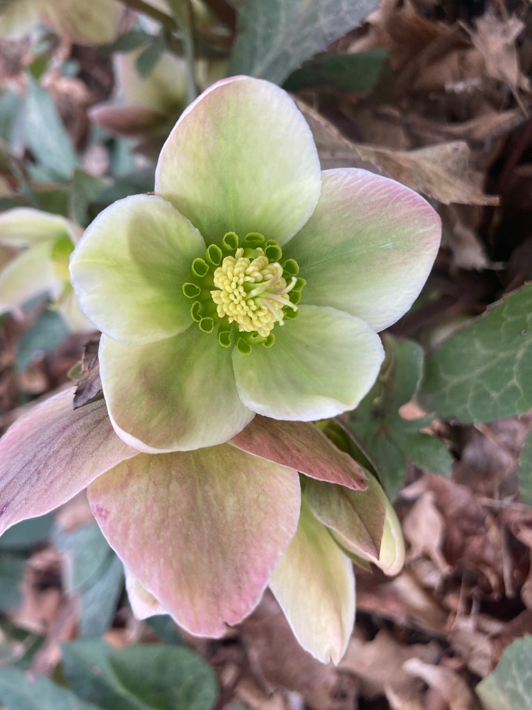 Christmas rose