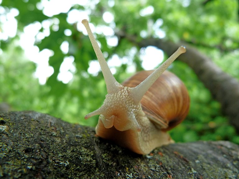 Garden pests, snails or slugs.