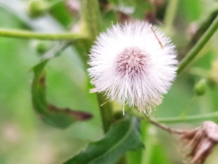 Seeing these wildflowers brings a truly stunning view.