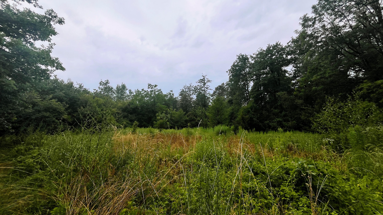 The bush part. Don't worry, trail is to the left.