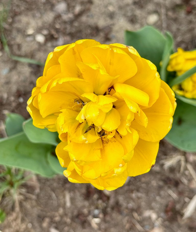 Yellow Double