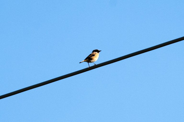 african_stonechat.jpg