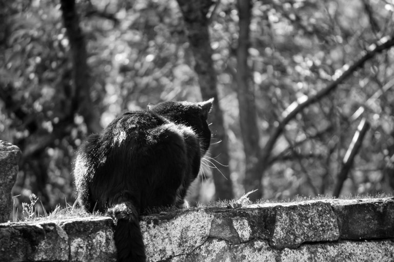 bw_cat_img_7695.jpg