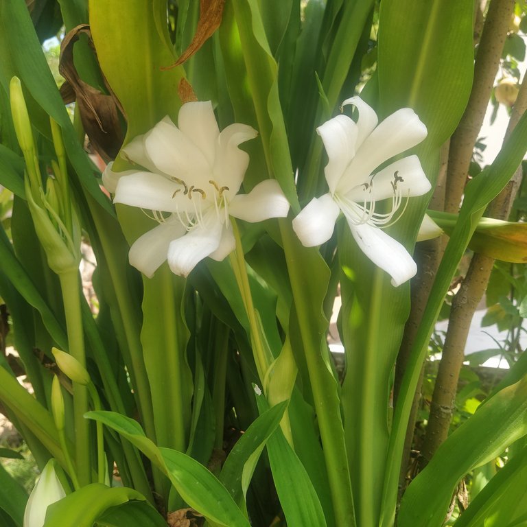 More beautiful flowers "White Lilies" thanks to nature//Más flores hermosas "Lirios Blancos" gracias a la naturaleza 