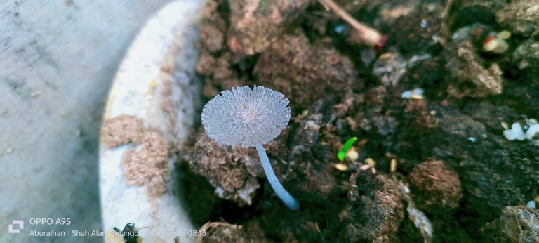 Coprinus lagopus photographery 
