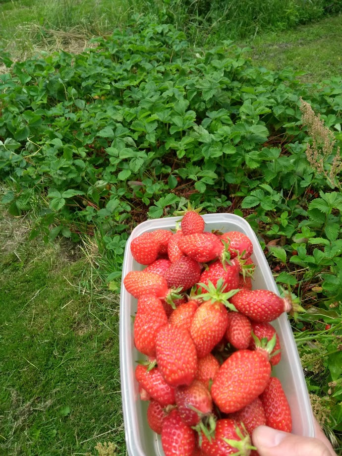 Strawberries