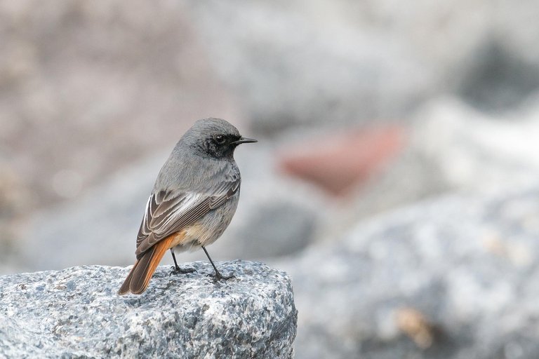 Beneficial animals for the garden, Black Redstart