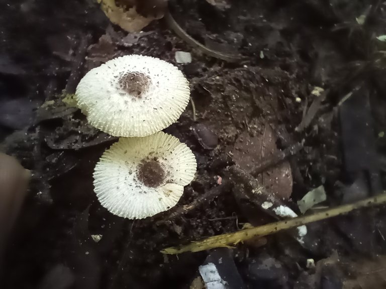 Fungi Friday - New Mushroom 