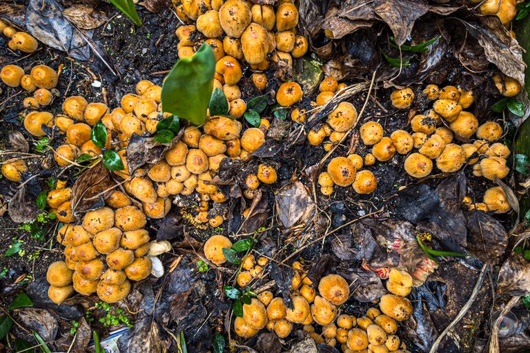 Glistening Inkcap