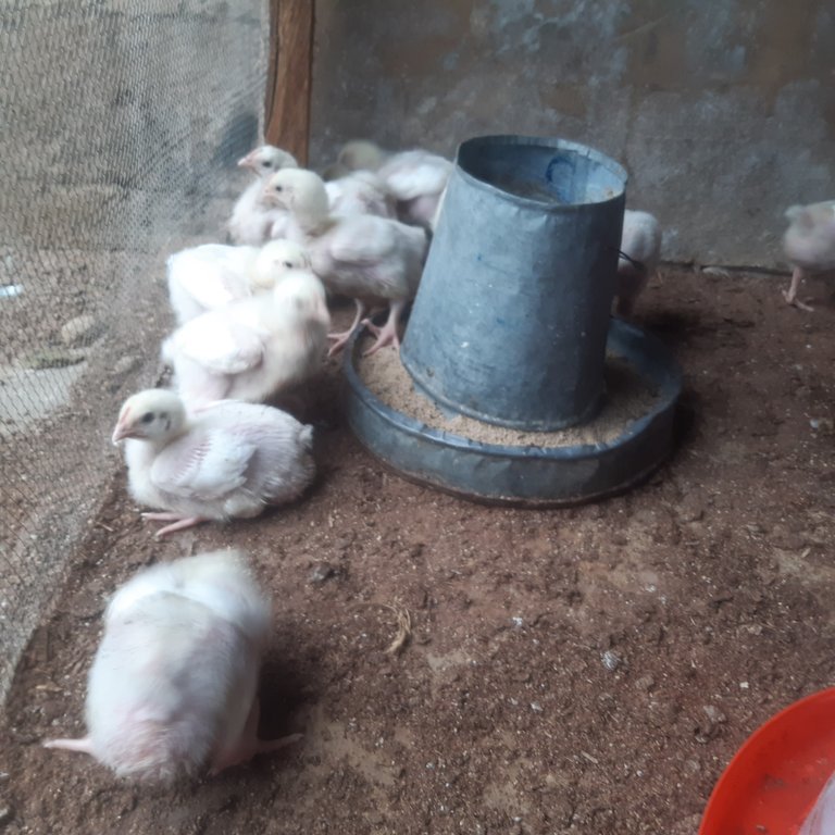 Welfare of the birds for 2 weeks 