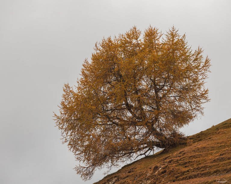 Green vs Autumnal Colors