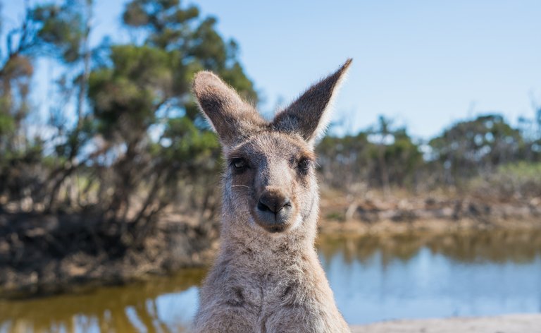 kangaroo_1_.jpg