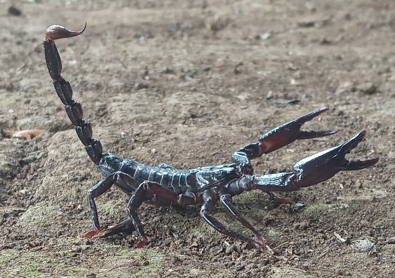 This is the cold-blooded killer named "scorpion"