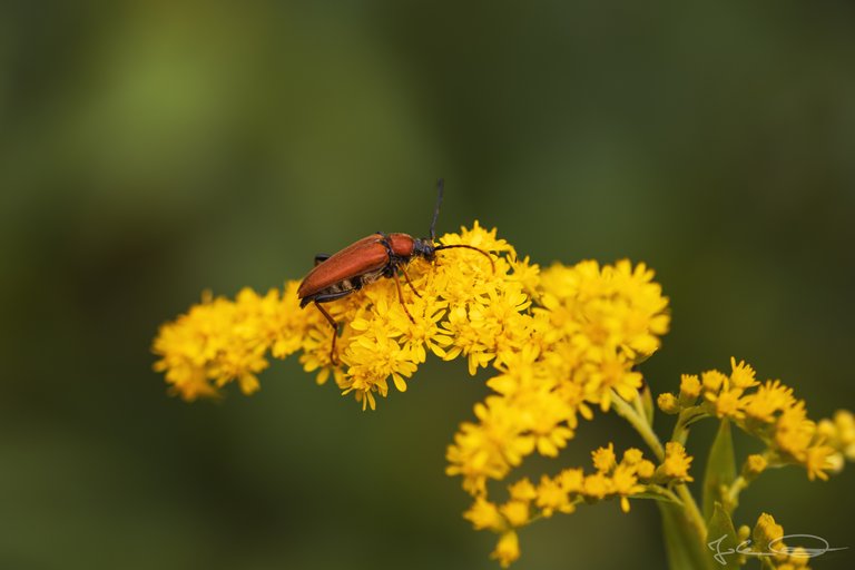 Hive AlphabetHunt Stictoleptura rubra, the Red-brown Longhorn Beetle
