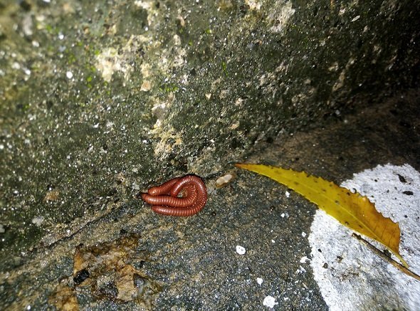 The worms are making love ?