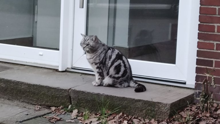 Die süße Katze der Klinik ist wieder da 