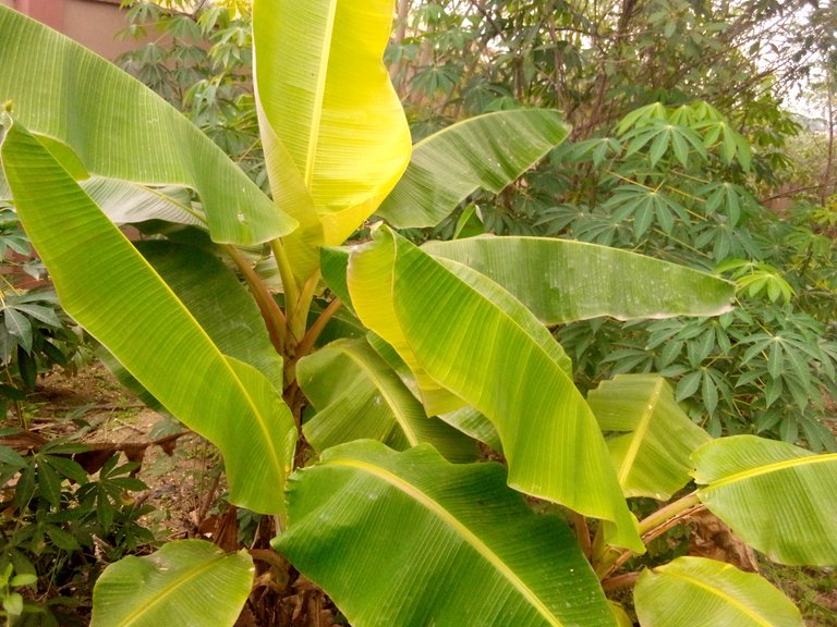 Farming: Nurturing Banana and Plantain 