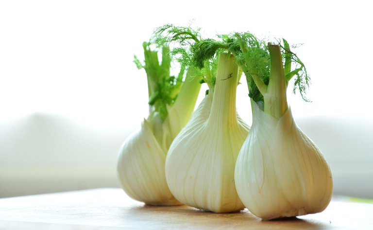 Medicinal plants, Fennel