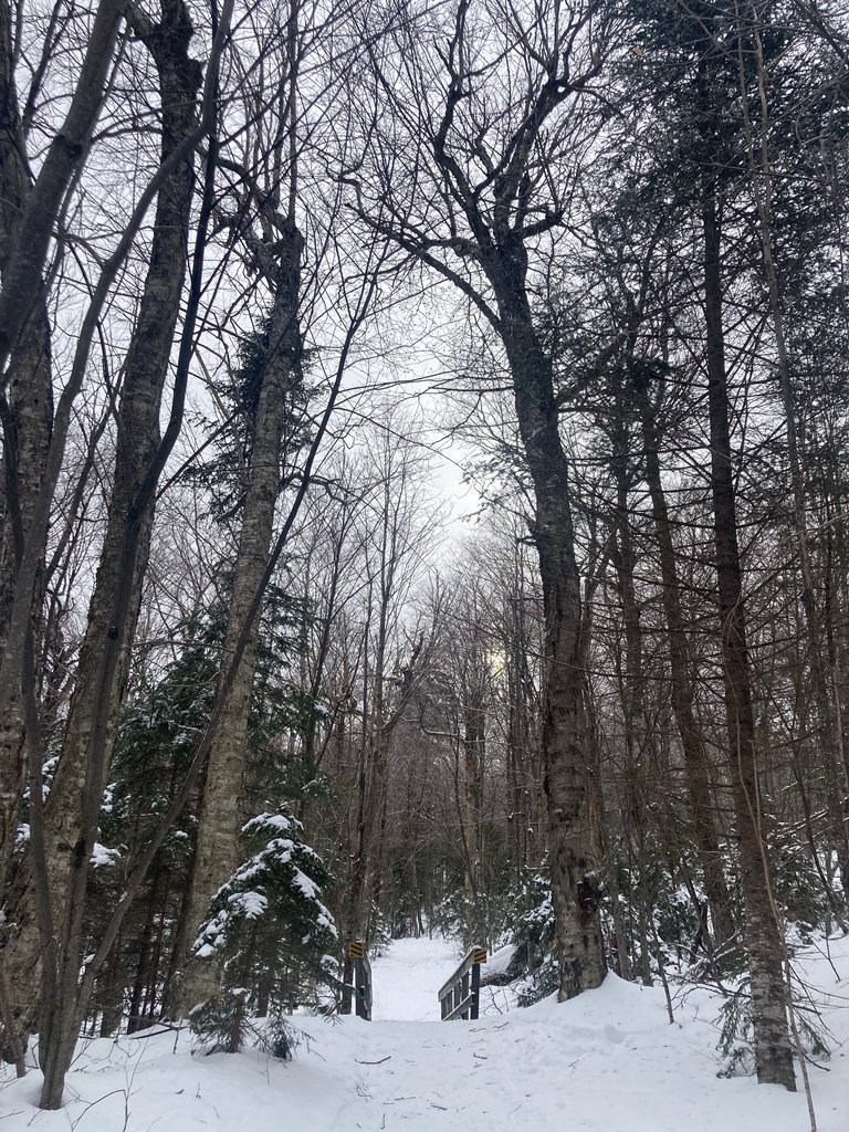 Mature forest