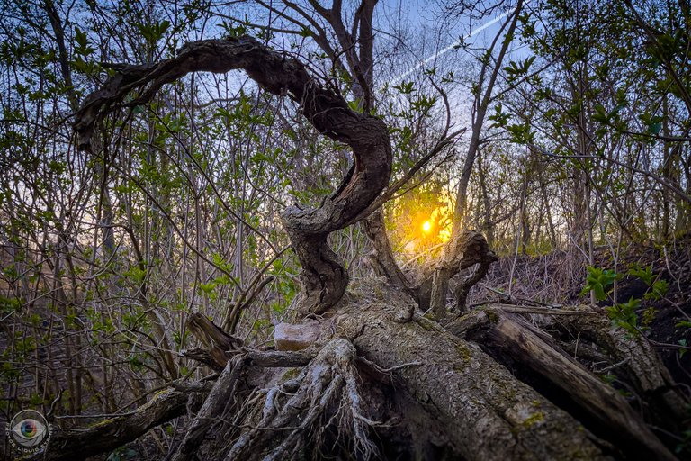 Dead Tree Sunrise