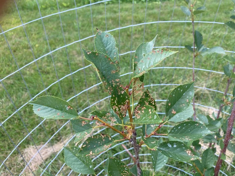 Japanese beetles