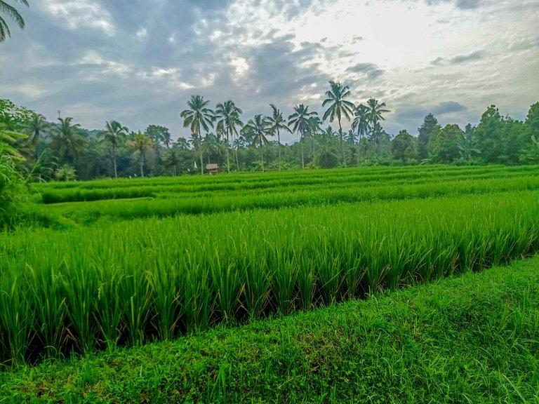  A Quiet Morning Walk in Kayu Putih Village