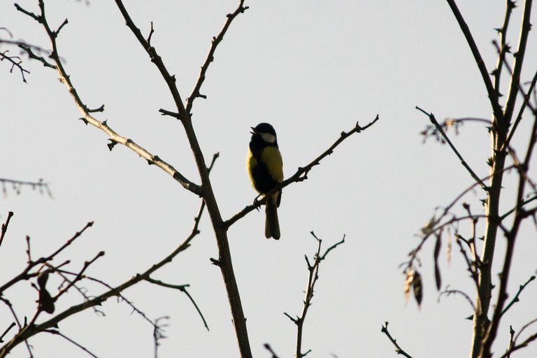 great_tit_01.jpg