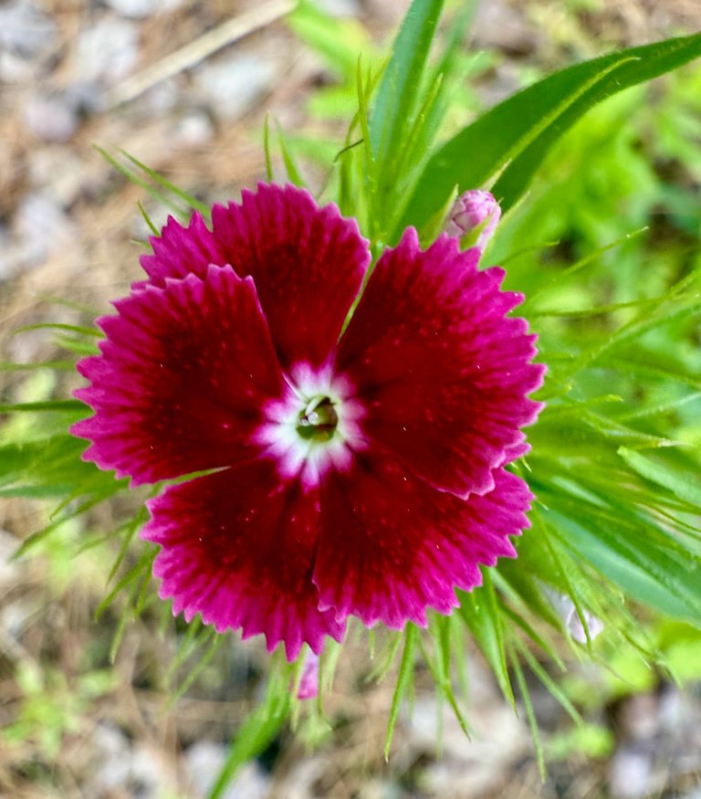 Darker Red
