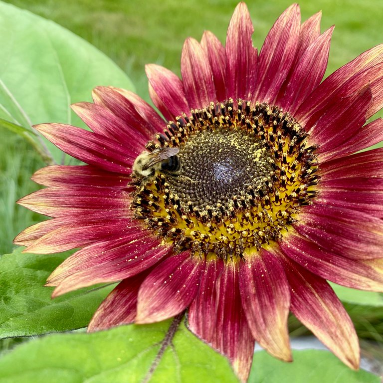 Honey bee