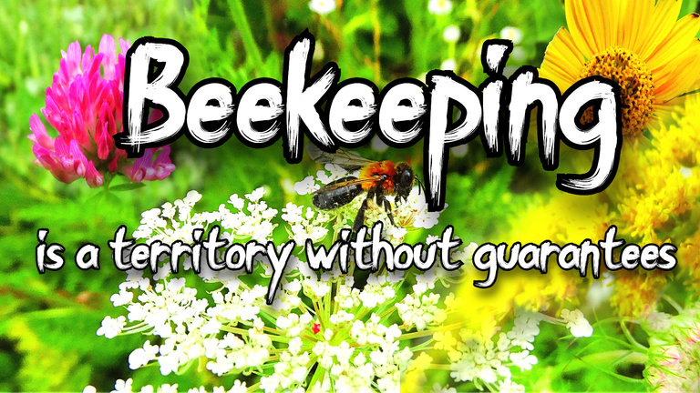 Beekeeping is a territory without guarantees.