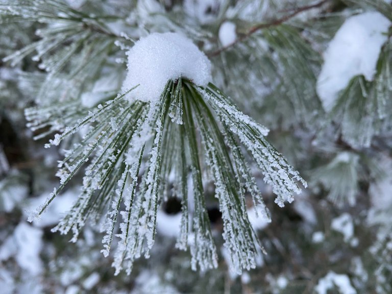 Frost and snow